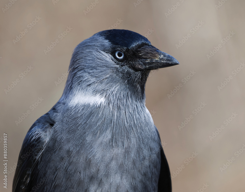 Western jackdaw (Coloeus monedula) close up in spring. Western jackdaw (Coloeus monedula) close up in spring.