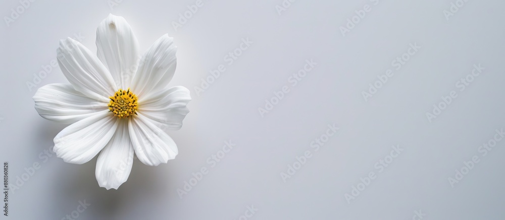 Fototapeta premium A white flower on a blank copy space image