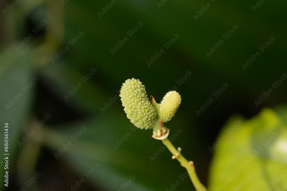 Lychee branch with immature fruit Lychee branch with immature fruit