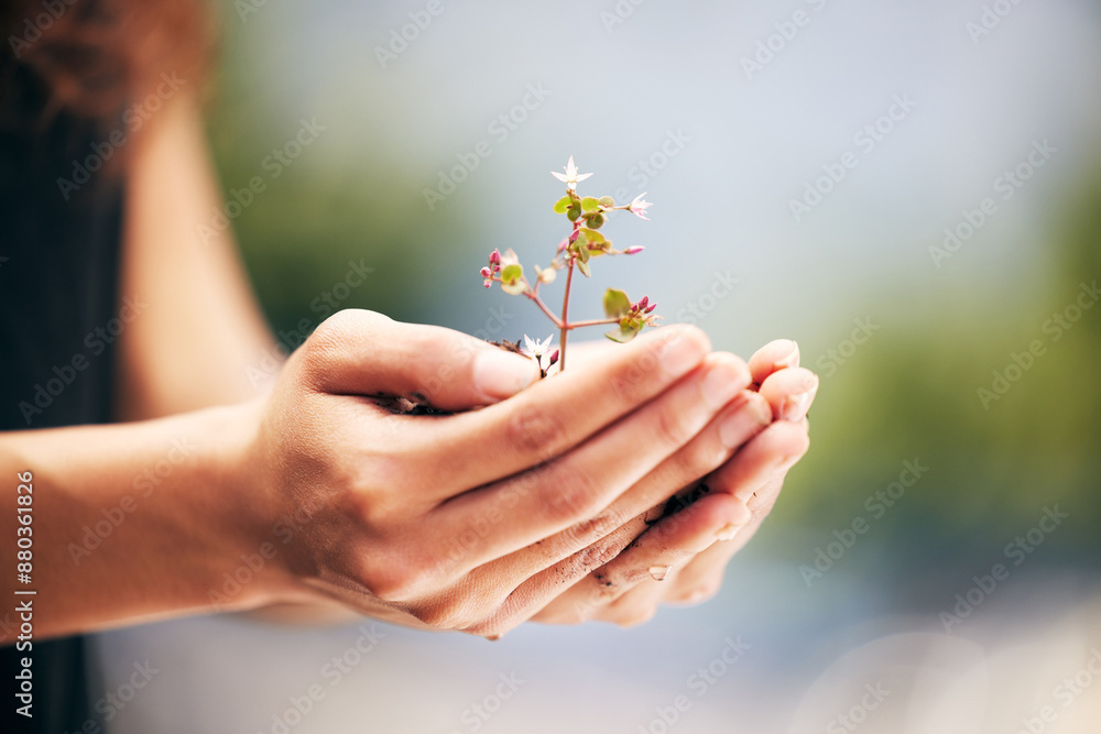 Outdoor, plant and hands of person with flower, green leaf or agriculture sustainability growth. Closeup, protester and environment charity volunteer with natural twig, nature and hope for future Outdoor, plant and hands of person with flower, green leaf or agriculture sustainability growth. Closeup, protester and environment charity volunteer with natural twig, nature and hope for future