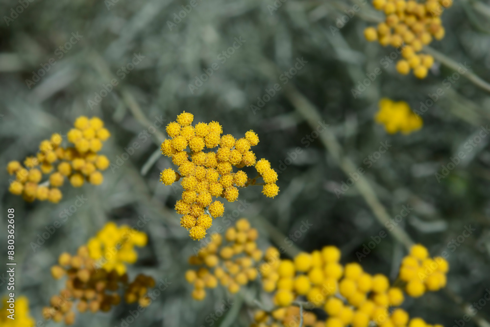 Italian everlasting flowers Italian everlasting flowers