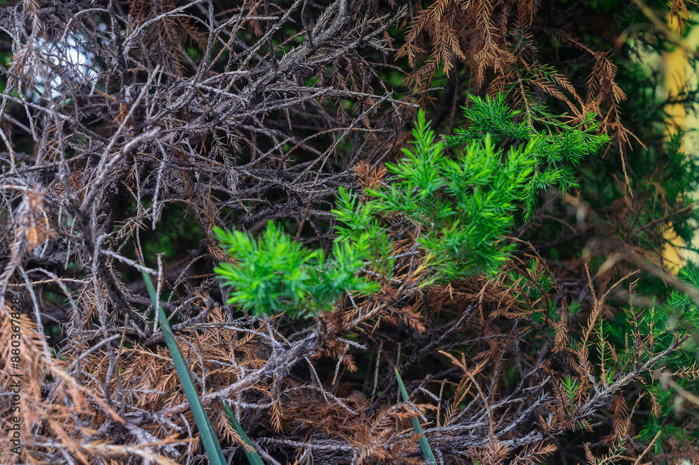 A bush with small needles, a large number of which have dried out, hinting at the imminent drying of the plant A bush with small needles, a large number of which have dried out, hinting at the imminent drying of the plant