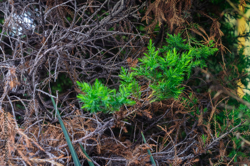 A bush with small needles, a large number of which have dried out, hinting at the imminent drying of the plant