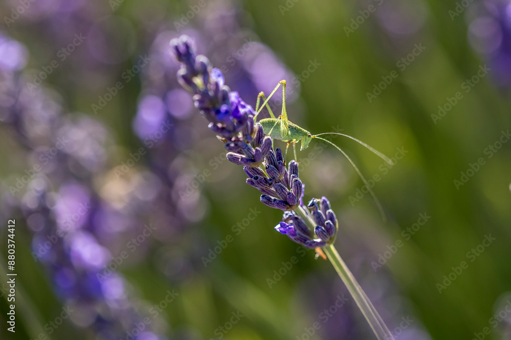 Green locust on a sprig of lavender in Provence, Valensole Green locust on a sprig of lavender in Provence, Valensole