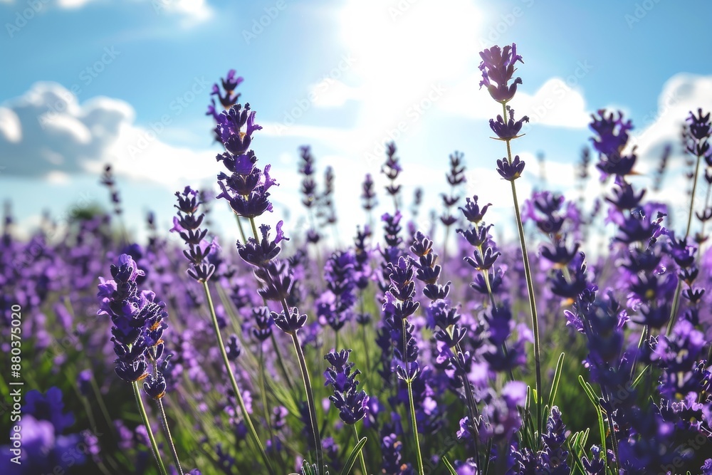 Obraz premium Sun-drenched lavender fields in full bloom, A blooming field of lavender under a sunny sky, AI generated