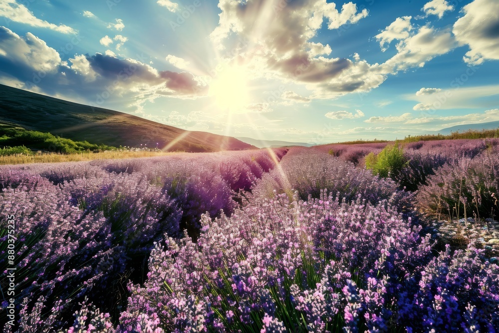 Obraz premium Sun-drenched lavender fields in full bloom, A blooming field of lavender under a sunny sky, AI generated