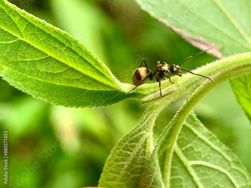 a small insect sitting on a leaf