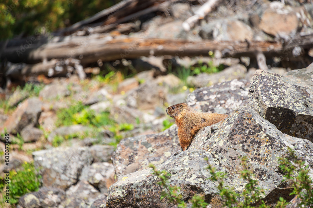 Fototapeta premium Sheepeater Cliffs at Yellowstone National Park