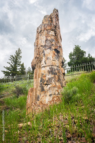 Vertical View Of The Famous Petrified Tree In Yellowstone National Park photo