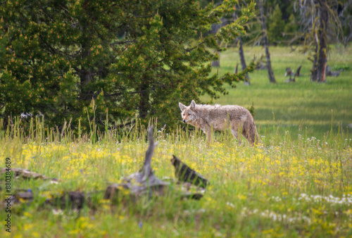 A Gray Wolf in Yellowstone National Park