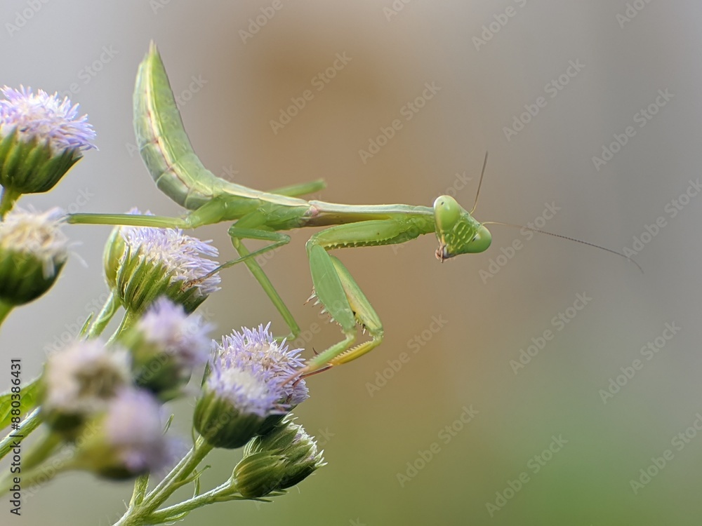 praying mantis on an ageratum conyzoides flower praying mantis on an ageratum conyzoides flower