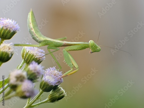 Bild auf Leinwand praying mantis on an ageratum conyzoides flower