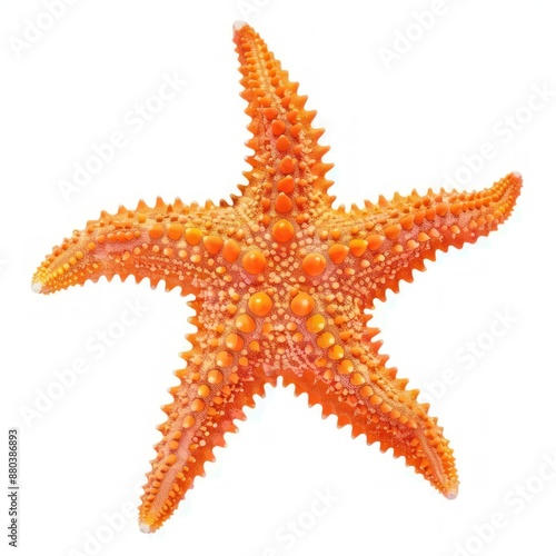 Vibrant Orange Starfish Isolated on White