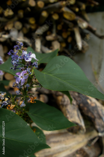 Wallpaper Mural purple lilac flowers with green leaves in the spring garden Torontodigital.ca