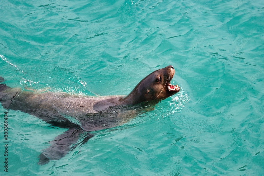 Fototapeta premium Yakutat Bay, Alaska