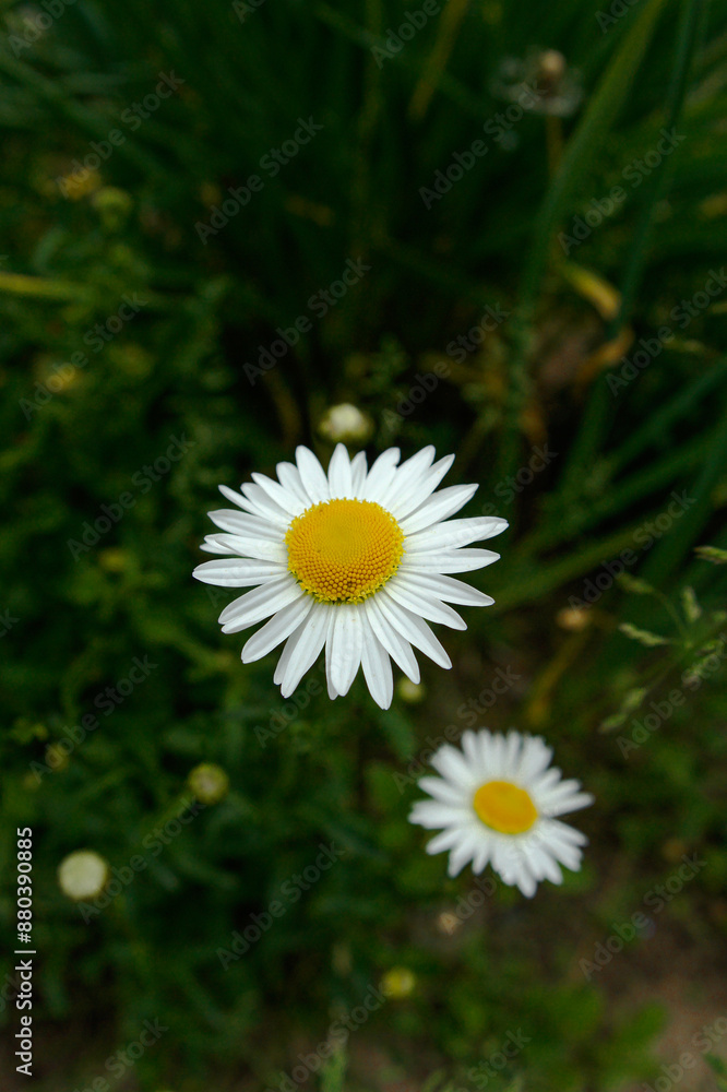 Obraz premium small camomile flowers in the green garden