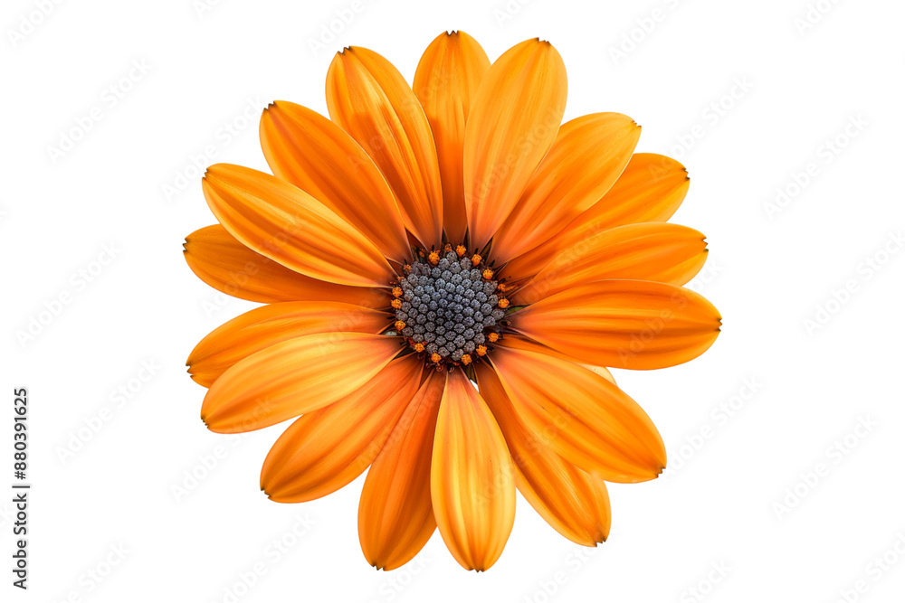 Orange flower isolated on transparent background Orange flower isolated on transparent background