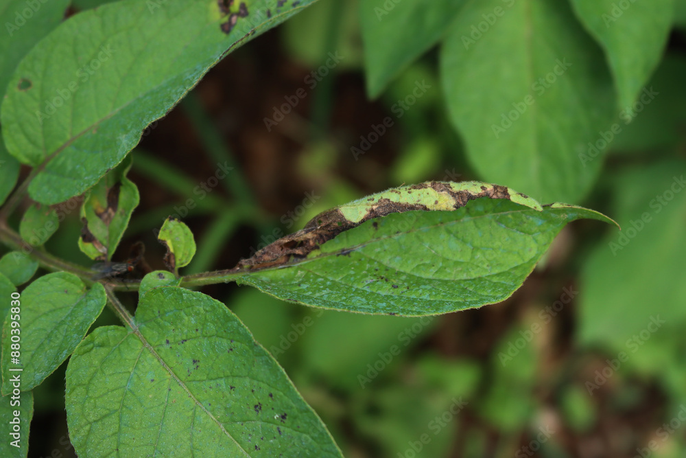 Disease on potato plant caused by late blight disease.Phytophthora infestans,. Brown dry spots on green Potato leaves on plant Disease on potato plant caused by late blight disease.Phytophthora infestans,. Brown dry spots on green Potato leaves on plant
