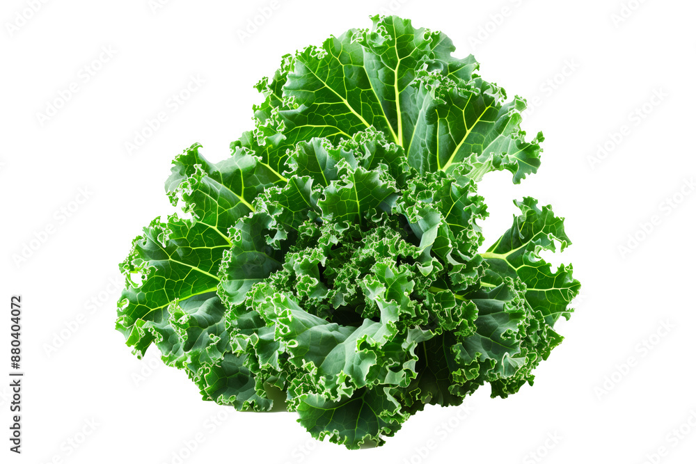 Obraz premium Fresh green Premier kale salad leaf isolated on a white background.