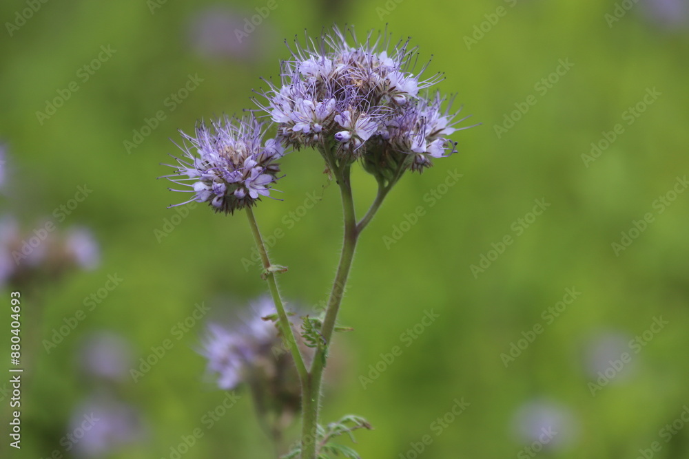 Flowers of the lacy phacelia, Phacelia tanacetifolia. Flowers of the lacy phacelia, Phacelia tanacetifolia.