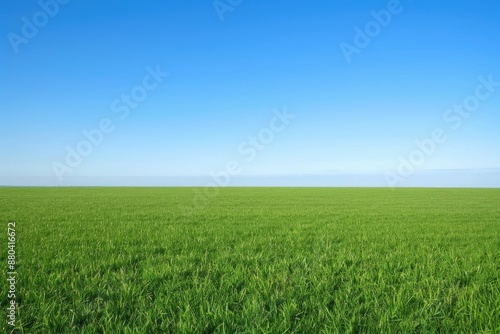 Vast Green Field with a Clear Blue Sky.