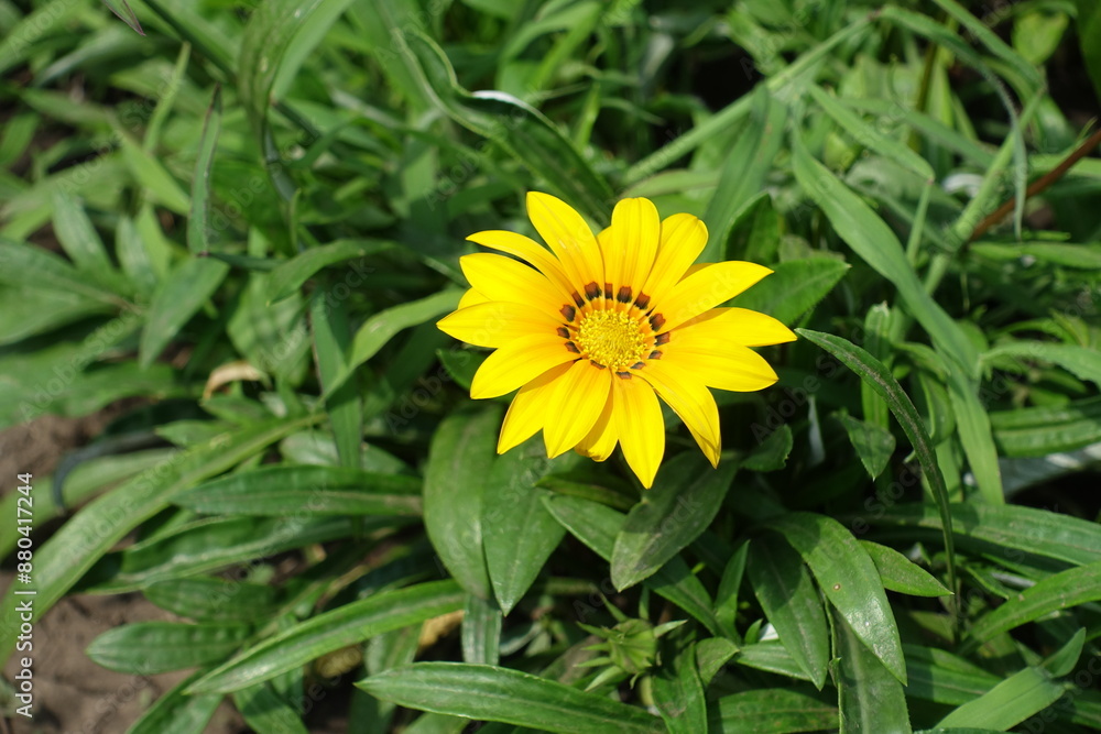 Single yellow flower of Gazania splendens in mid July Single yellow flower of Gazania splendens in mid July