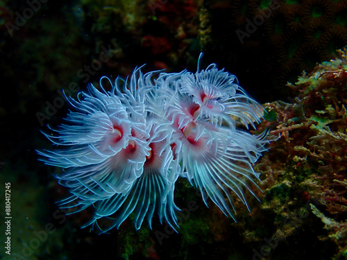 Red and white tube worm Protula. Tube worm on a coral reef underwater. photo