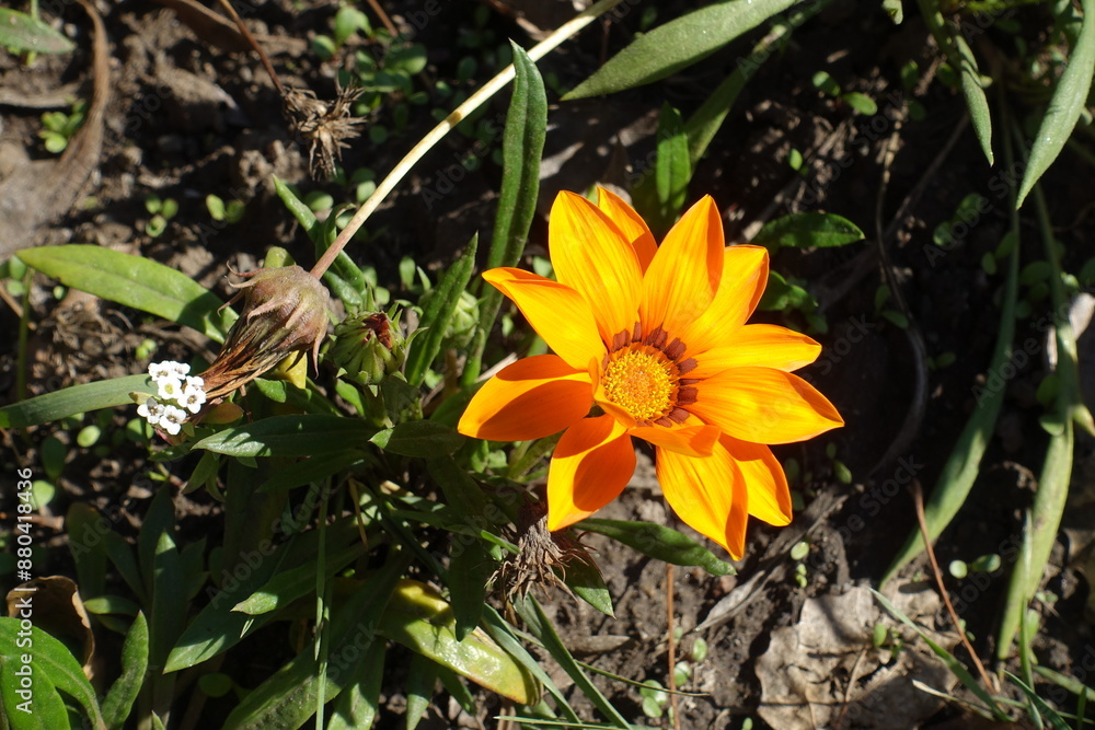 Fototapeta premium One orange flower of Gazania splendens in October