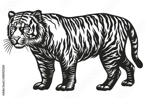 Hand drawn tiger silhouette in a minimal style. Black and white graphic illustration isolated on white background