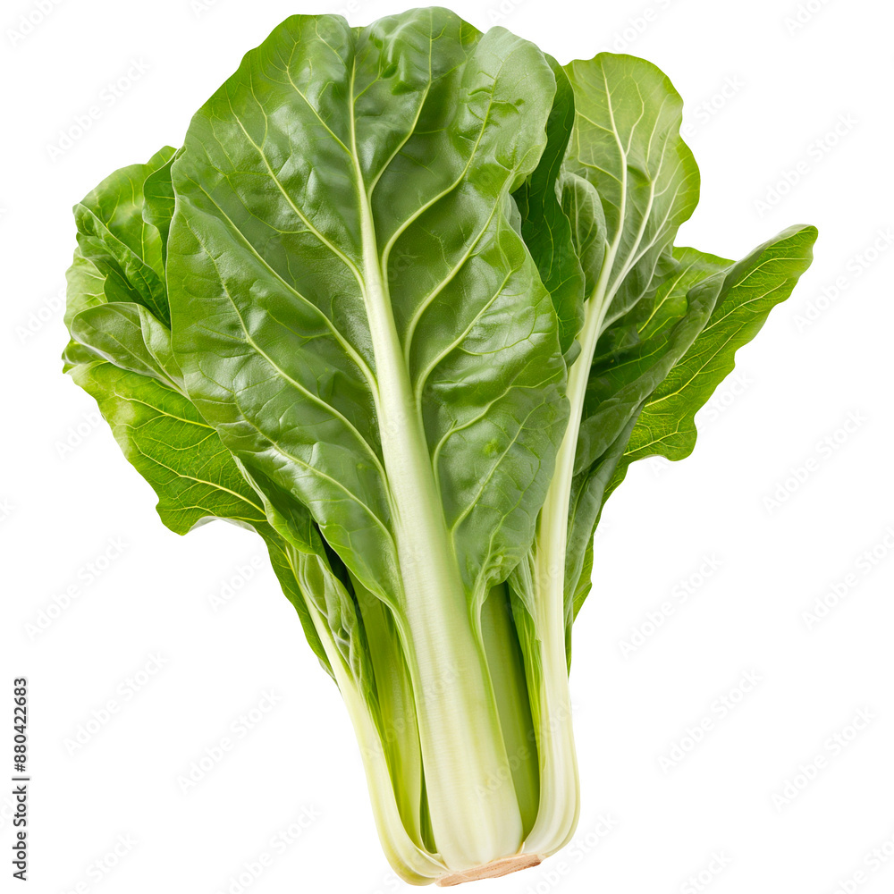 Green Chard on a transparent background. Green Chard on a transparent background.