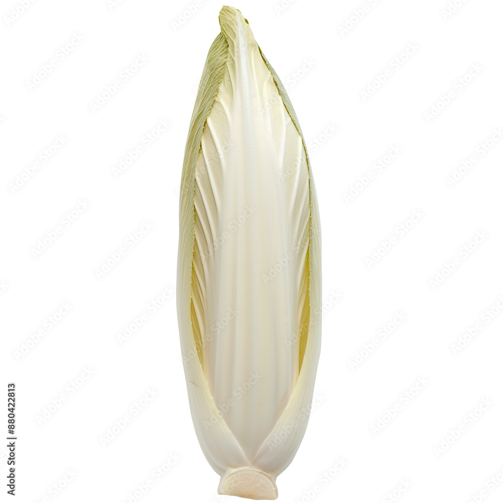 Fresh Endive on a transparent background. Fresh Endive on a transparent background.