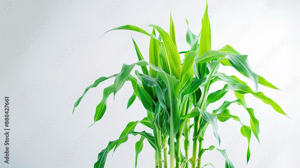 Fototapeta premium Close-Up: Farmer in Straw Hat and Plaid Shirt Tending Young Potato Plants