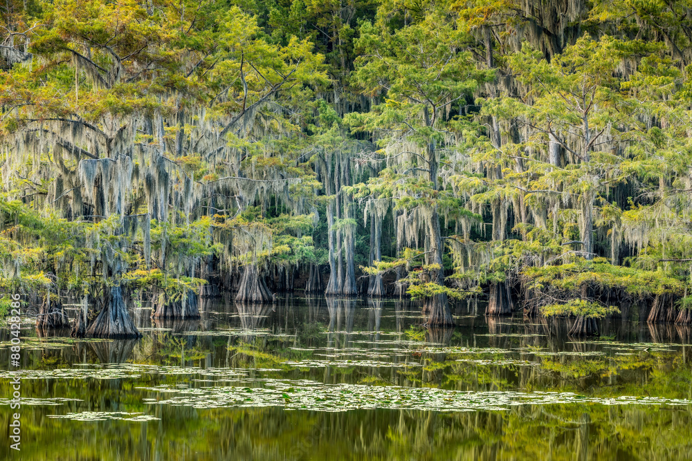 Magical scenery with cypress trees and spanish moss at the Caddo Lake, Texas Magical scenery with cypress trees and spanish moss at the Caddo Lake, Texas