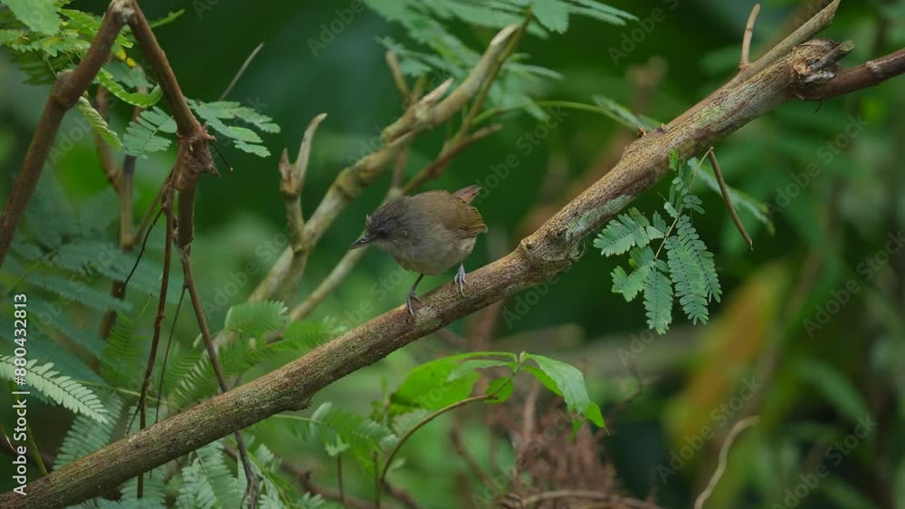 a Horsfield's babbler bird was perched on a branch, moving left and right to look for food a Horsfield's babbler bird was perched on a branch, moving left and right to look for food
