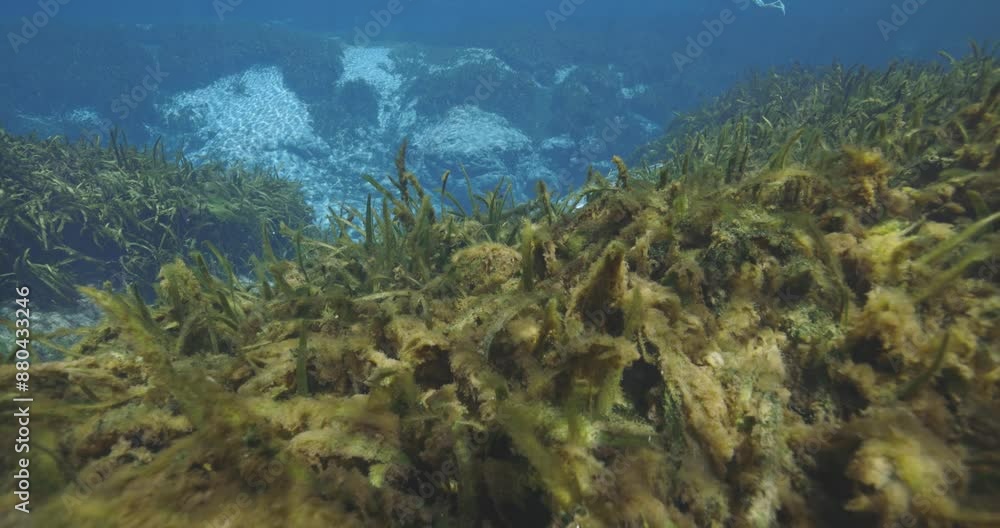 Underwater natural spring seaweed and vegetation on bottom in Florida Springs Underwater natural spring seaweed and vegetation on bottom in Florida Springs