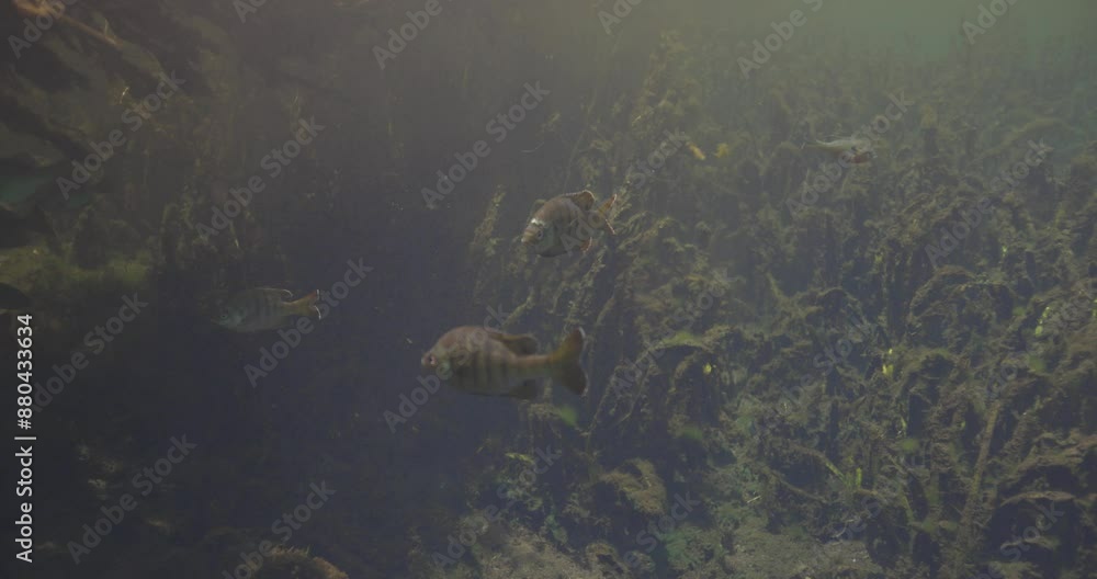 Underwater view of fish swimming in clear natural spring water with algae and vegataion