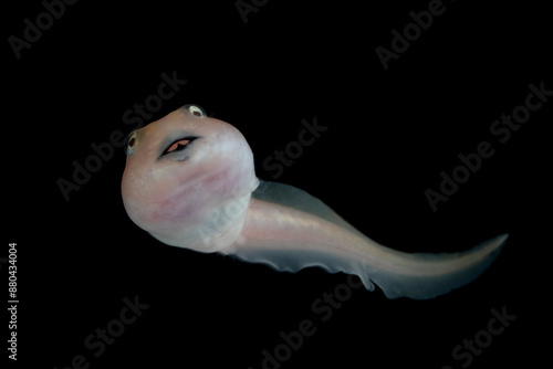 Bild auf Leinwand Albino packman frog tadpole with hind legs in the process of metamorphosis