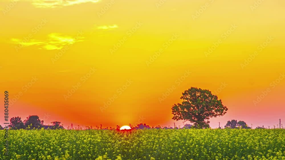 Beautiful time lapse of sunrise over yellow flower field and tree silhouette