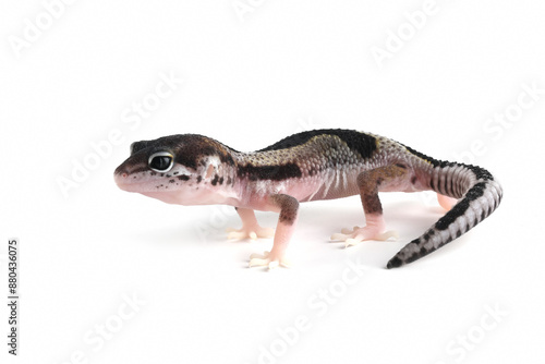 Baby Leaopard gecko (macksnow Jungle) closeup isolated on white background