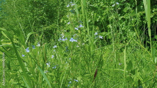 Veronica chamaedrys, the germander speedwell, birds-eye speedwell, or cats eyes is an herbaceous perennial species. Spring wild flowers. Selective focus. photo