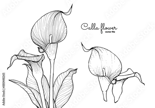 Elegant calla flower, vector hand drawn outline, black on white background. This template is easy to edit and ready to be used in all sorts of projects, either online or print. 