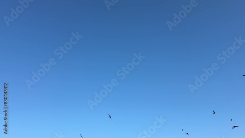 flock of swifts birds in the sky photo