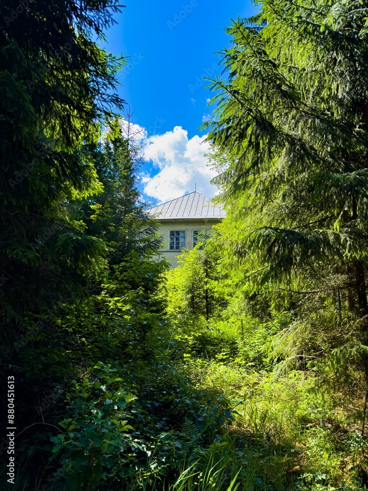 A hidden house peeks through dense forest foliage under a bright blue sky, creating a sense of mystery and tranquility. Perfect for themes of solitude, nature, and exploration A hidden house peeks through dense forest foliage under a bright blue sky, creating a sense of mystery and tranquility. Perfect for themes of solitude, nature, and exploration