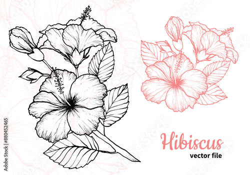 Hibiscus flower outline hand drawn for tea designs. Beautiful elegant flower fit for a background design, as patterns or a card. 