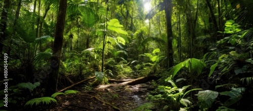 Sunlight Filtering Through Lush Tropical Rainforest © gufron