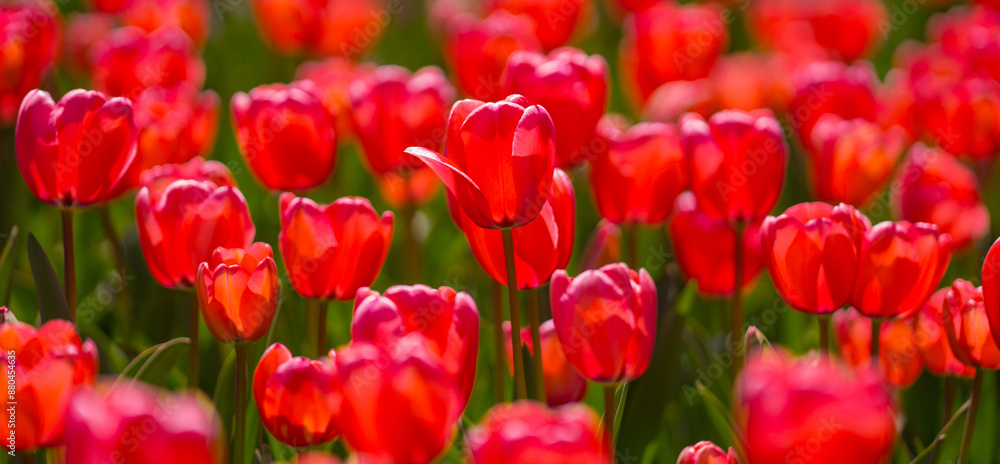 Close-up tulips in the spring garden. Beautiful blooming flowers in the spring park. Select focus shallow depth of field. Spring background. Tulipa. Blossom garden with tulips in April. Close-up tulips in the spring garden. Beautiful blooming flowers in the spring park. Select focus shallow depth of field. Spring background. Tulipa. Blossom garden with tulips in April.