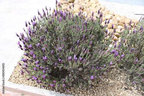 Plant de lavande papillon (Lavandula stoechas)