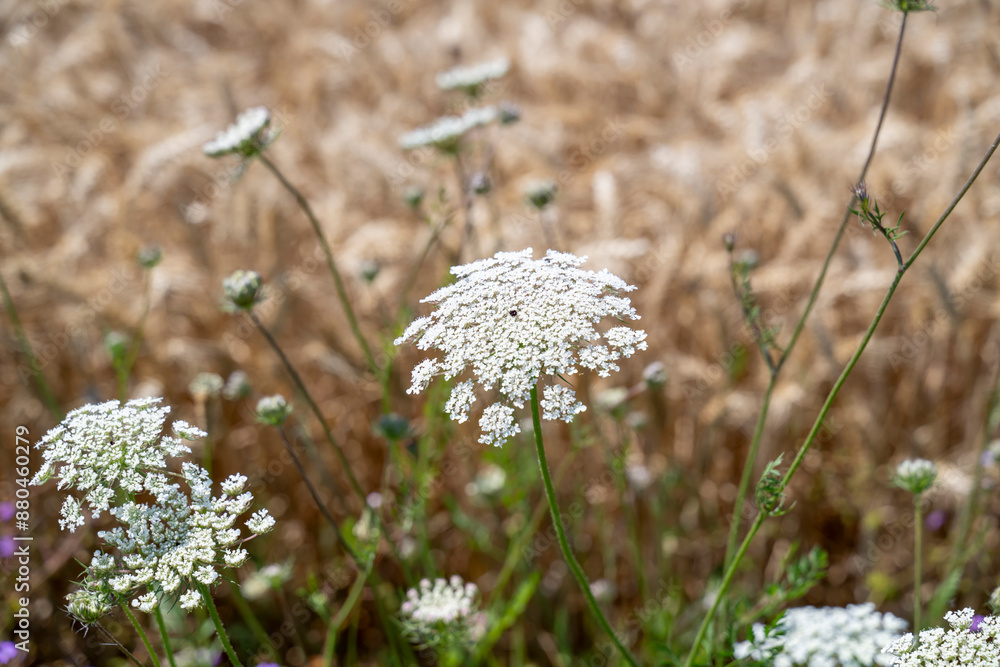 fleurs blanches ammi sauvages en bord de champs de blé fleurs blanches ammi sauvages en bord de champs de blé