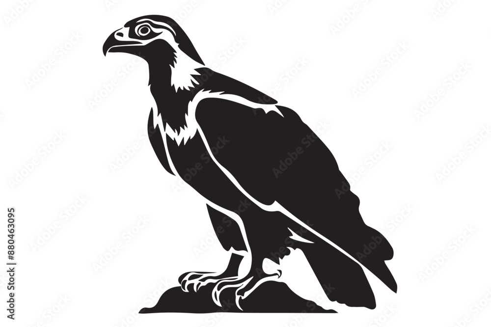 Fototapeta premium eagle isolated on white background