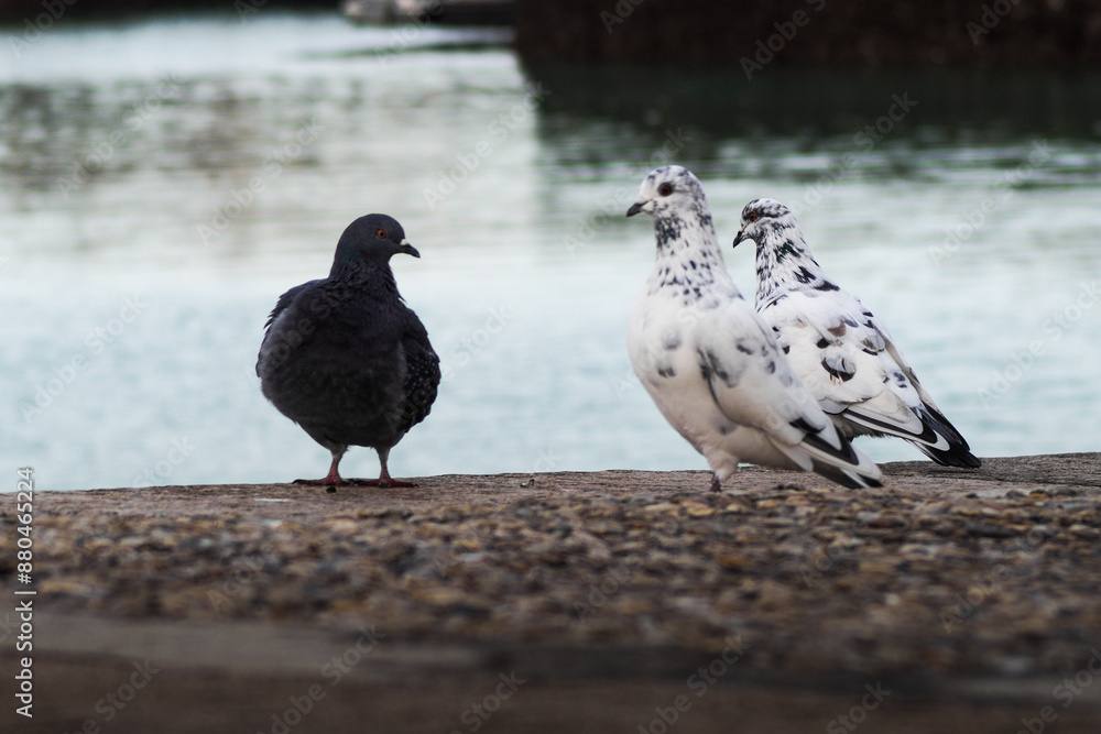 Obraz premium Vue rapprochée de pigeons, dans le vieux port de La Rochelle